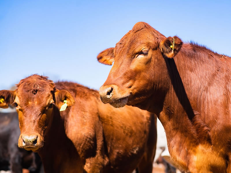 Salvita Alimentos • Cattle Raising